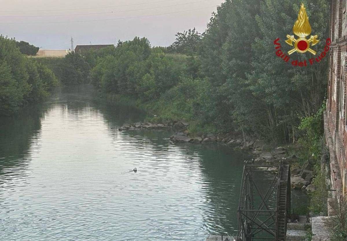 Verona, 15enne si tuffa e annega nel torrente Guà: corpo ripescato dopo quattro ore - 