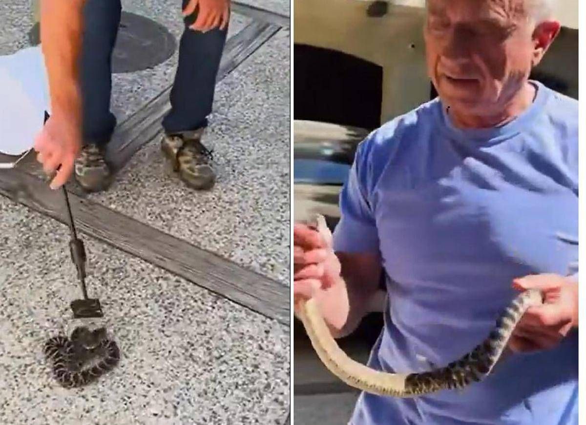 Kennedy ancora a caccia di serpenti, stavolta non viene morso - 