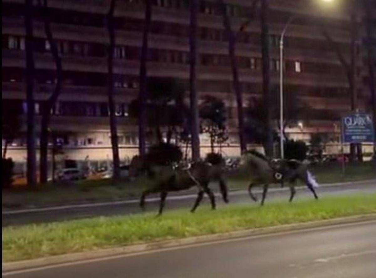 Cavalli in fuga a Roma, 4 vigili urbani fuori dalla parata del 2 giugno - 