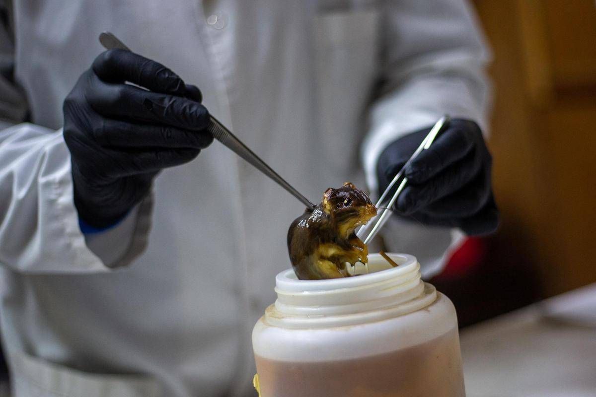 Hantavirus, topi come serbatoio: dobbiamo temere i ratti in città? - 