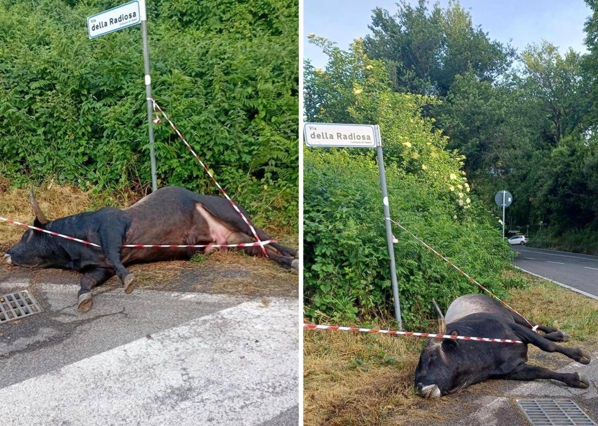 Violento incidente sulla via dei Laghi, auto finisce contro un toro. Il sindaco di Nemi: "Sfiorata la tragedia" - 