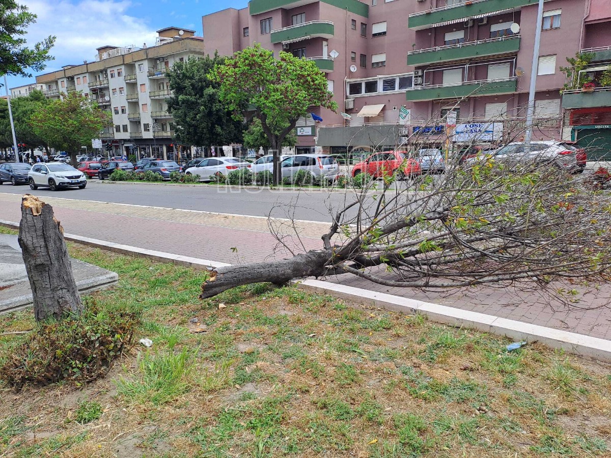 Albero caduto Corso Mazzini - Foto redazione 