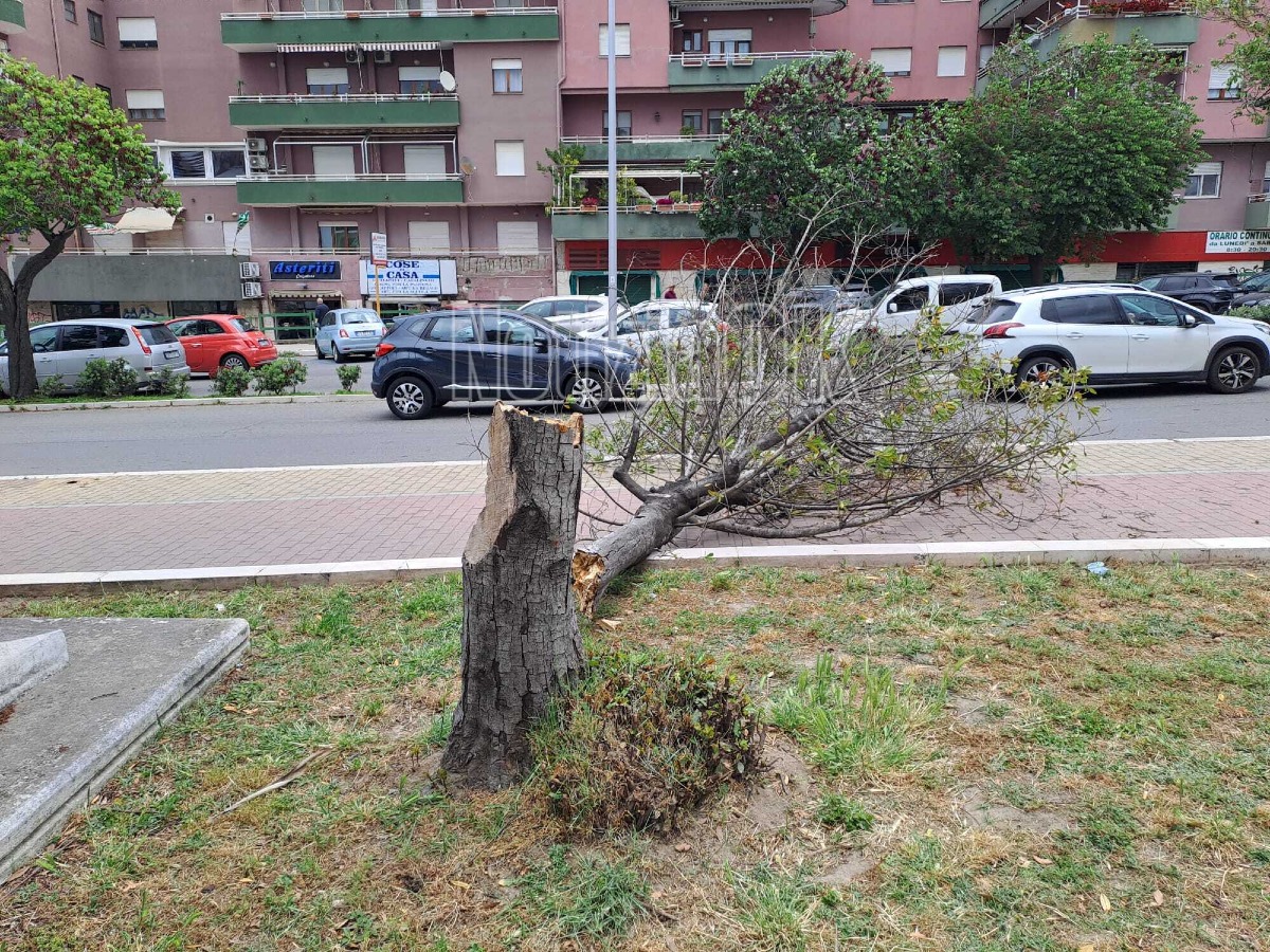 Albero caduto Corso Mazzini - Foto redazione 
