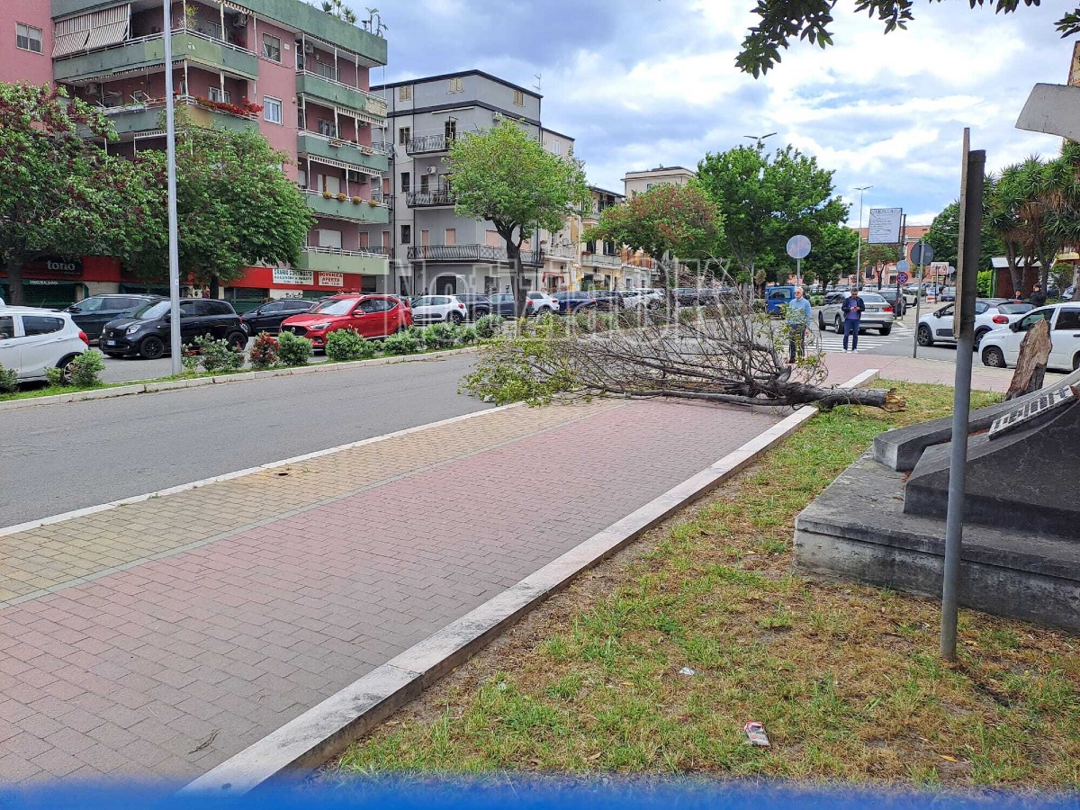 Albero caduto Corso Mazzini - Foto redazione 