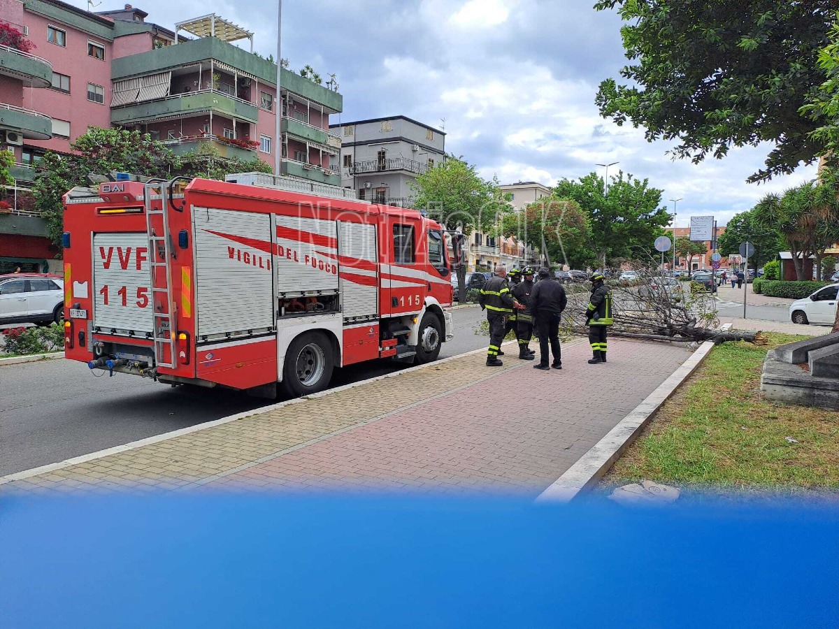Albero caduto Corso Mazzini - Foto redazione 