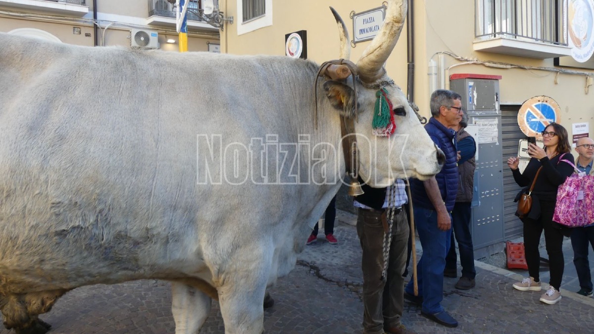Buoi - Festa Madonna di Capo Colonna - Settennale (Foto Redazione 16.05.2026)