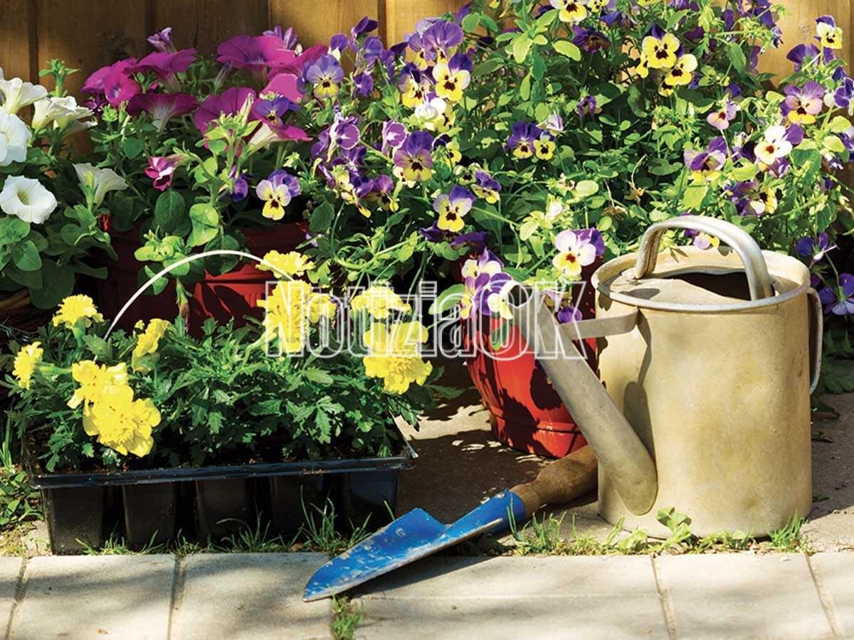 San Fili in Fiore, al via la quinta edizione del concorso per balconi e negozi fioriti - Foto: Redazione 