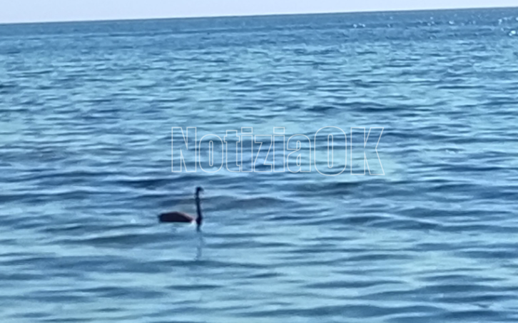 Spettacolo sul mare di Crotone: un raro cigno nero conquista il lungomare - Foto: Redazione