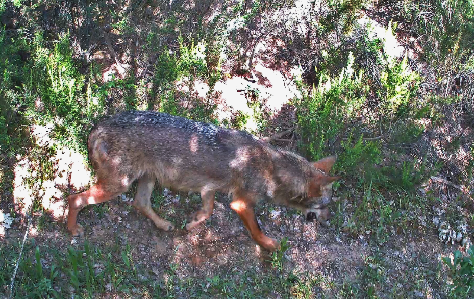Tarsia e Foce Crati, torna il lupo: crescono a 26 le specie di mammiferi nelle Riserve - Foto: Uff. Stampa Riserve Naturali del Lago di Tarsia e della Foce del Crati 