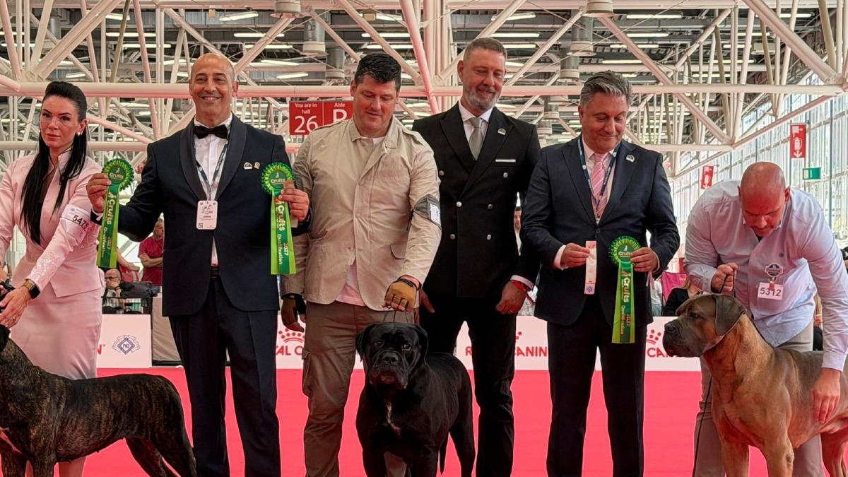 Catanzaro, il Cane Corso Gressa della Casata Pungillo è campione del mondo - Foto Uff. Stampa World Dog Show 2026