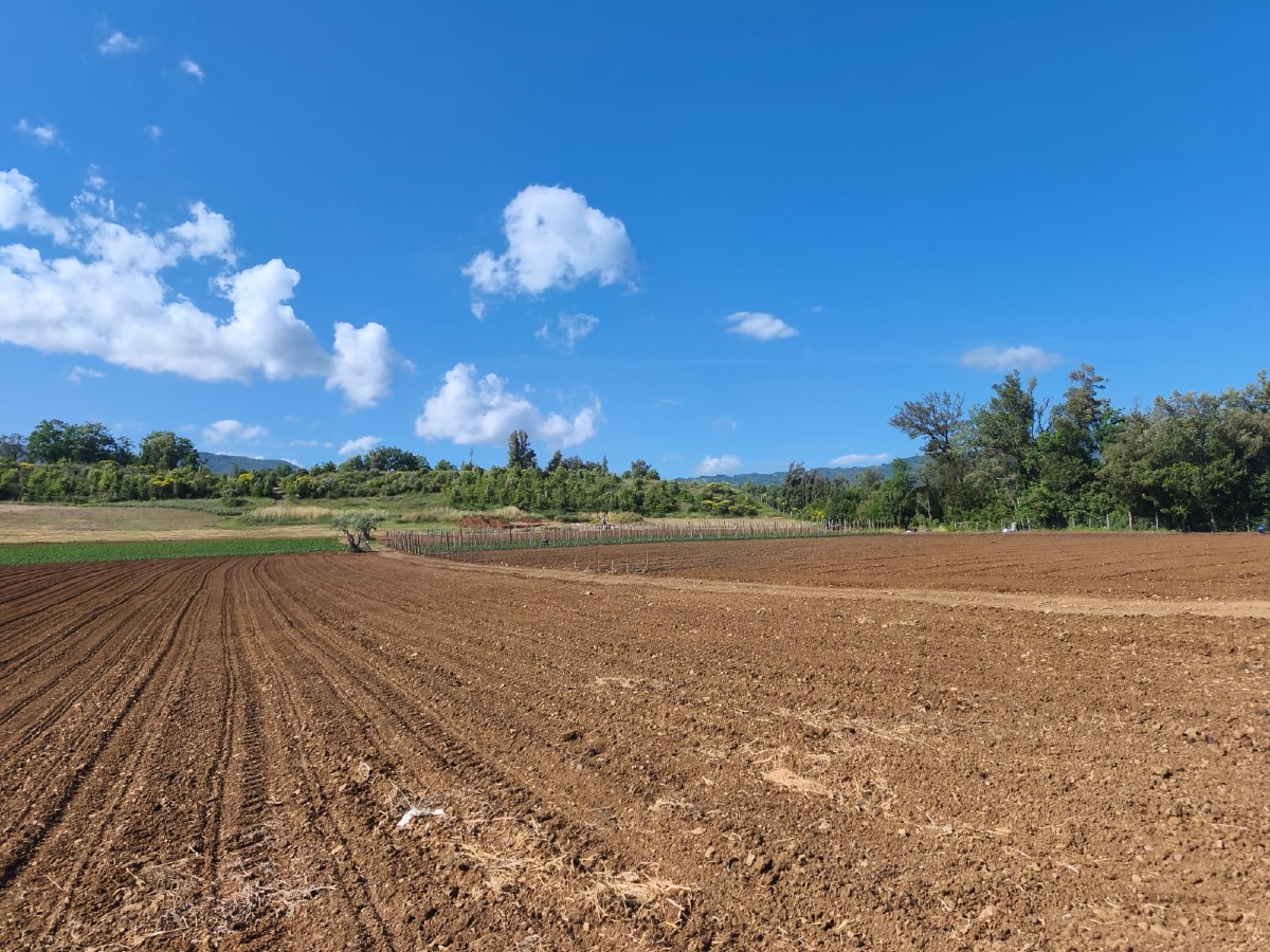 Laino Borgo, iniziata la settimana degli scavi archeologici - Foto Uff. Stampa Comune di Laino Borgo