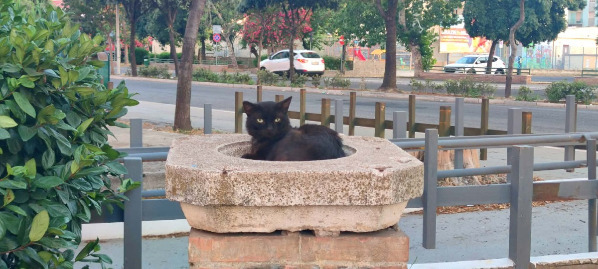 A Crotone fuoriescono gatti dalle fontane: senz'acqua, gli arredamenti diventano rifugio - Foto: Redazione