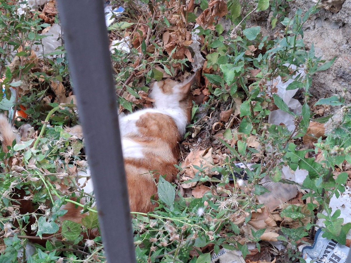 Crotone, quel gatto ucciso e l'emergenza che nessuno vuole vedere - Foto redazione 