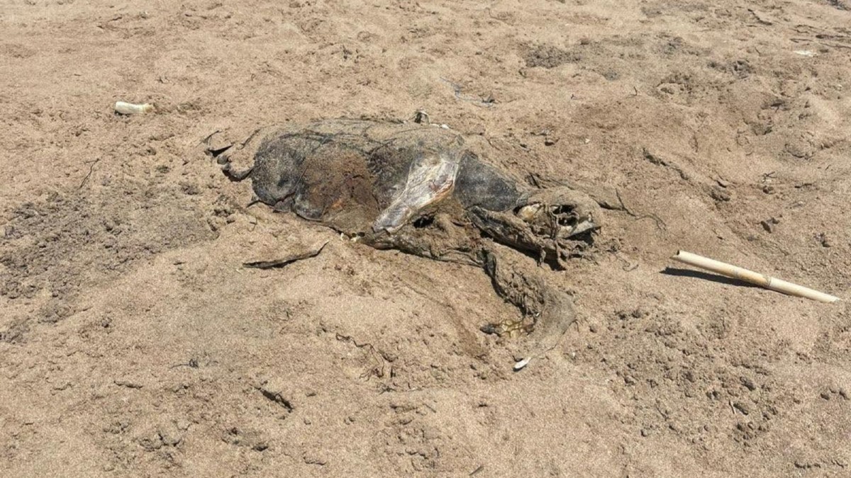 Cinque tartarughe marine trovate morte in tre giorni sulla costa crotonese - Foto Uff. Stampa Wwf Crotone 