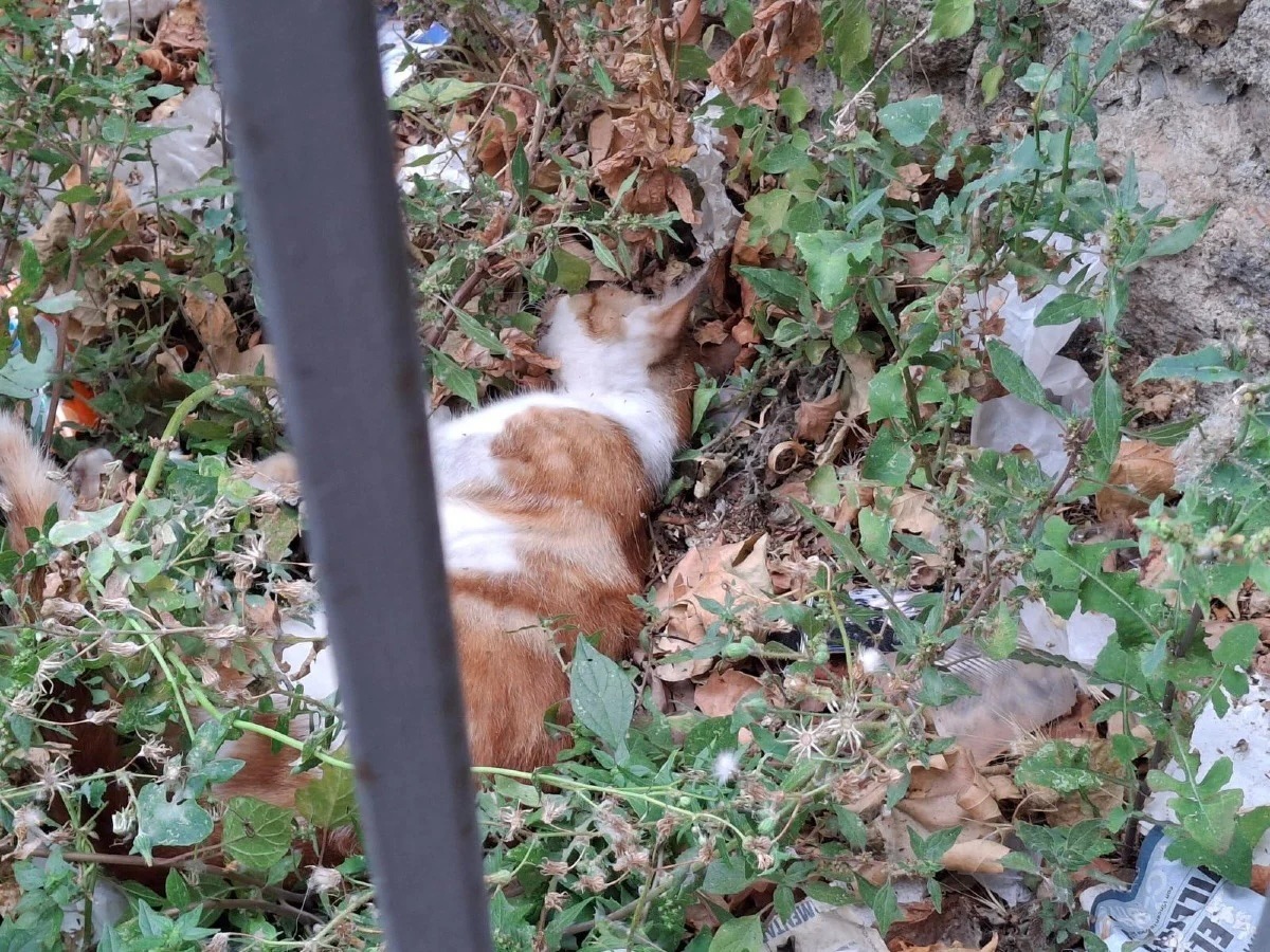 Crotone - Gatti trovati morti in città, l’Enpa chiede verifiche e procedure chiare - Foto: Redazione 