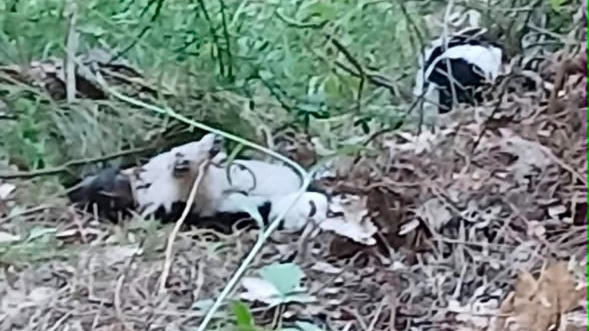 Cani uccisi al Villaggio Palumbo, la denuncia del WWF: “Gesto vile e crudele” - Foto Uff. Stampa WWF Crotone 