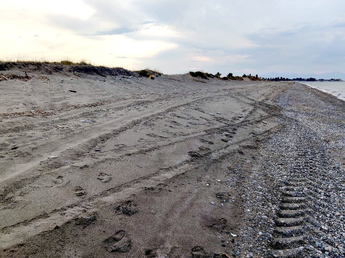 Fratino a rischio in Calabria: mezzi motorizzati sulle dune sfiorano i nidi - Foto: Uff. Stampa Lipu Rende