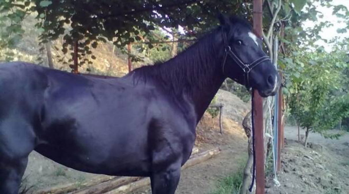 Sparisce Fiamma, l’appello della proprietaria: «Aiutatemi a riportarla a casa» - 