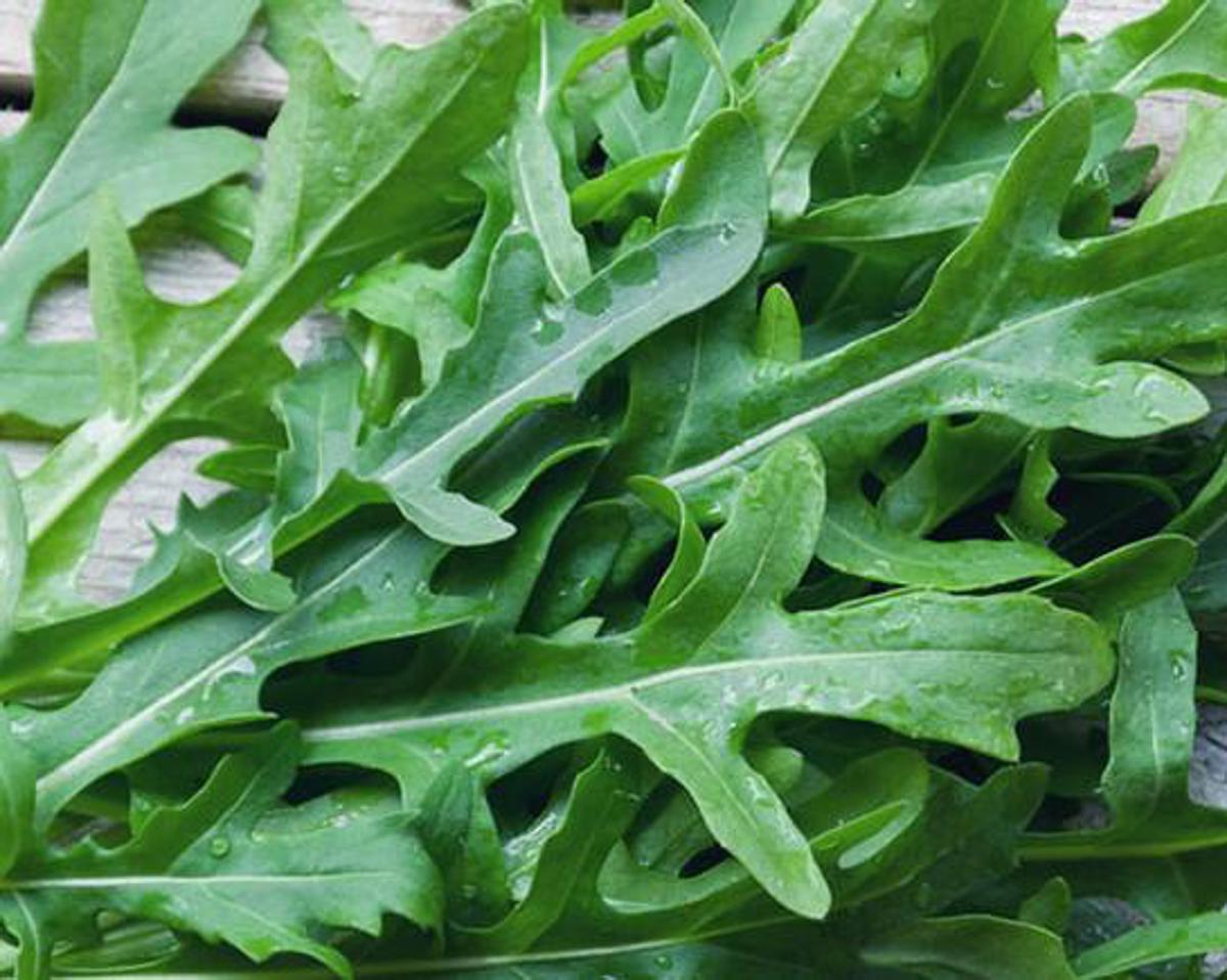 Dalla rucola un aiuto contro obesità e glicemia alta, lo studio - 