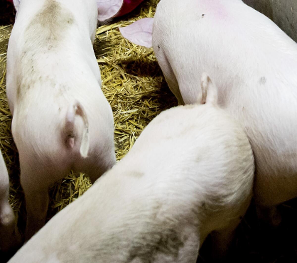 Peste suina africana, il primo caso in Toscana su animale domestico - 