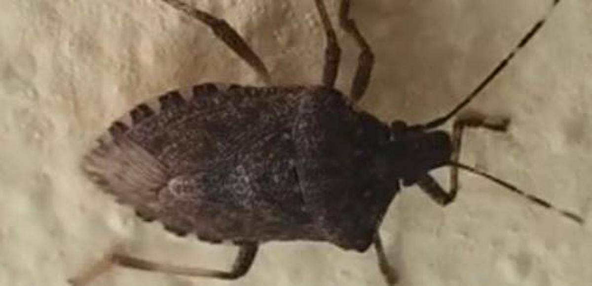 Malattia di Chagas spaventa l'America Latina, circa 6 mln convivono con l'infezione parassitaria - 
