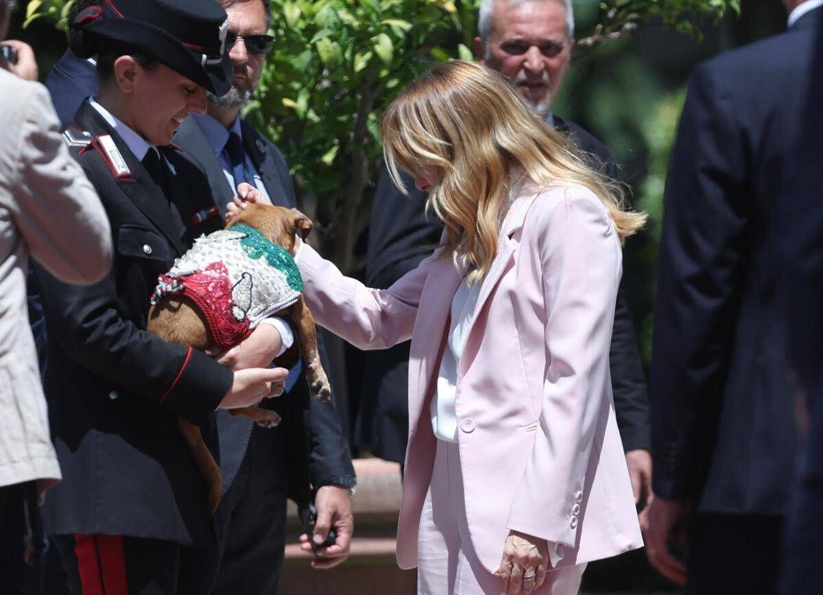 Italia-Corea, Meloni si fa foto con 'Briciola': cagnolina mascotte Carabinieri 'star' a Villa Pamphlij - 