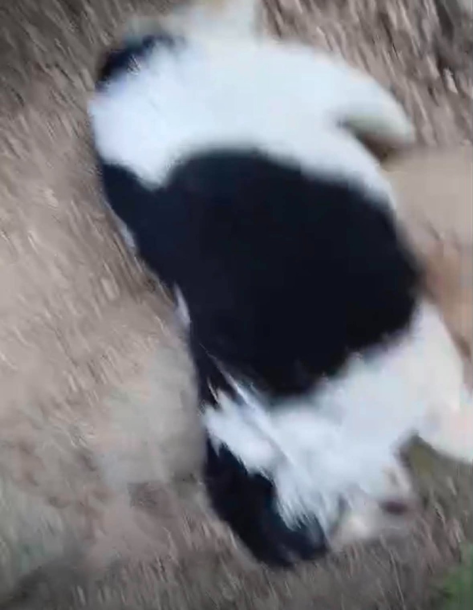 Strage di cani villaggio Palumbo - Foto Uff. Stampa WWF Crotone 21.06.2026