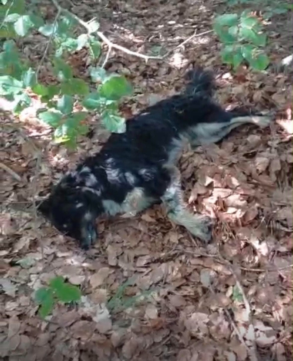 Strage di cani villaggio Palumbo - Foto Uff. Stampa WWF Crotone 21.06.2026