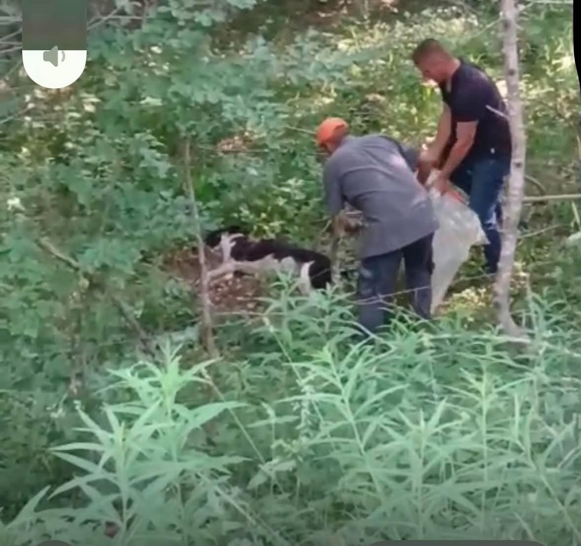 Strage di cani villaggio Palumbo - Foto Uff. Stampa WWF Crotone 21.06.2026