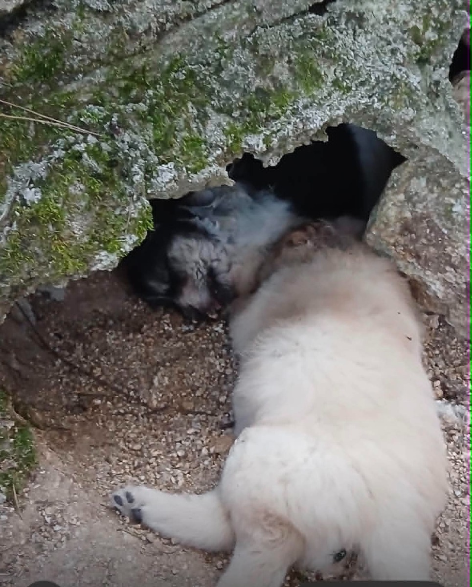 Strage di cani villaggio Palumbo - Foto Uff. Stampa WWF Crotone 21.06.2026