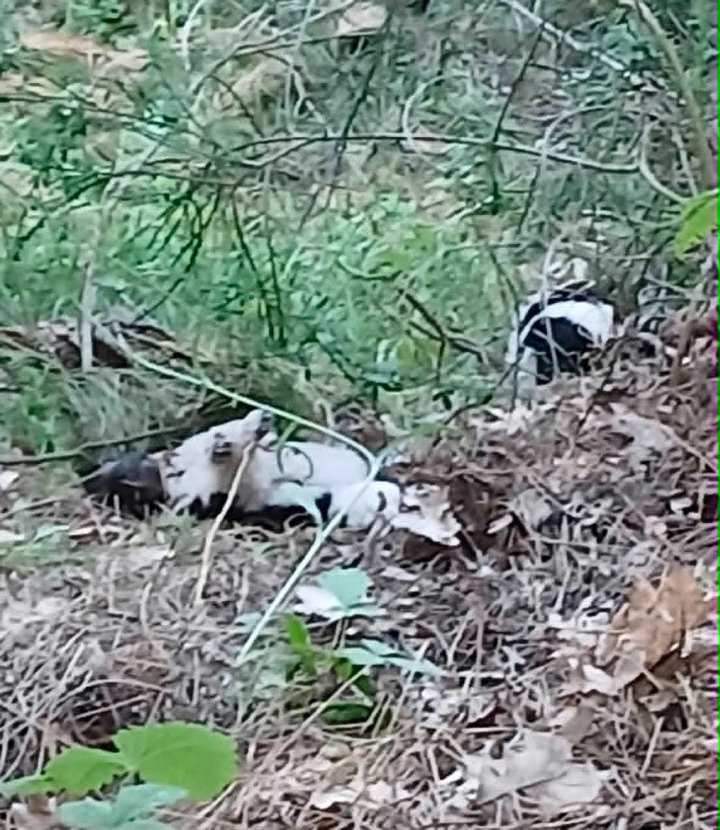 Strage di cani villaggio Palumbo - Foto Uff. Stampa WWF Crotone 21.06.2026
