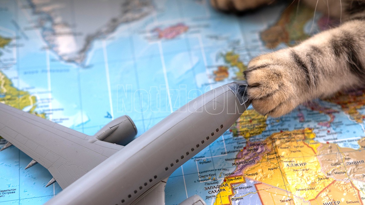 Vacanze con cani e gatti: il vademecum per viaggiare senza stress e in sicurezza - Foto: Redazione