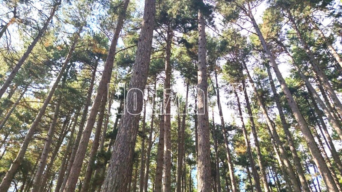 Catanzaro - Il progetto “AlberIncanti” unisce cultura e ambiente - Foto: Redazione