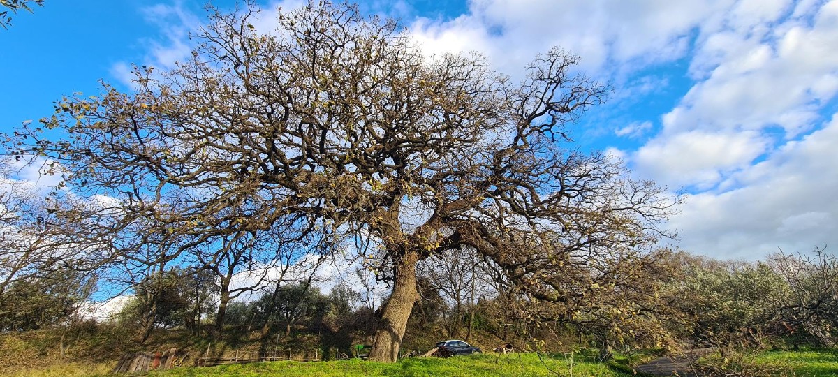 Catanzaro, riconosciuti quattro nuovi alberi monumentali: “Traguardo storico per la città” - Foto: Uff. Stampa Comune di Catanzaro