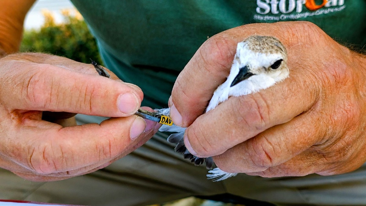 Fratino, primo inanellamento scientifico sulle coste crotonesi: nasce Matilde - Foto Uff. Stampa Circolo Ibis 