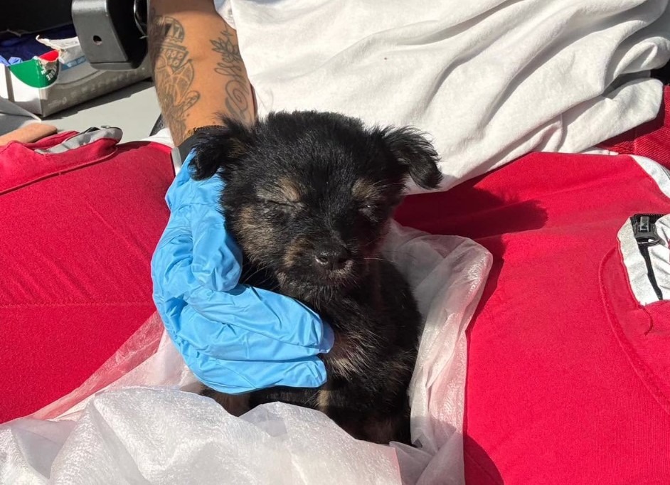 Cucciolo abbandonato in una busta sulla strada:  salvato dai volontari della Croce Rossa  - Foto: Uff. Stampa Croce Rossa Italiana - Comitato di Crotone