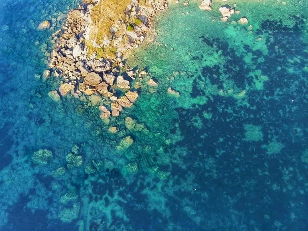 A Capo Cimiti la Citizen Science scende in mare per salvare il raro corallo mediterraneo - Foto: Uff. Stampa Circolo Ibis Odv