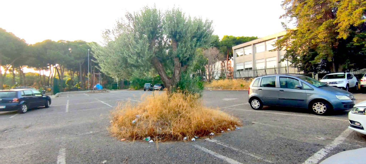 Crotone, degrado del verde a Piazzale Milone: l’ulivo sommerso dalla vegetazione - Foto: Redazione