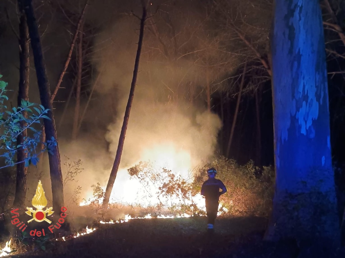 Acconia di Curinga, devastante incendio nella pineta: ettari di bosco distrutti dalle fiamme - Foto Uff. Stampa Vigili del Fuoco  