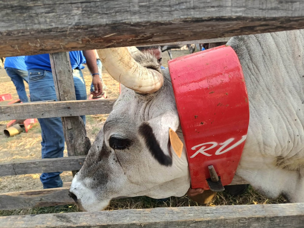 Caraffa di Catanzaro celebra la tradizione della transumanza: il riconoscimento a Carmelo Vavalà - Foto: Uff. Stampa Comune di Caraffa di Catanzaro