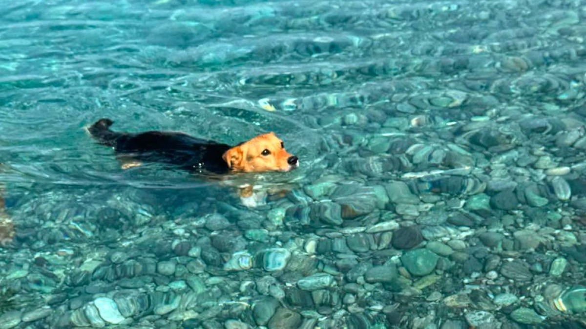 Charly conquista il mare di Fuscaldo: lo scatto che celebra la limpidezza delle acque - Foto Uff. Stampa Comune di Fuscaldo
