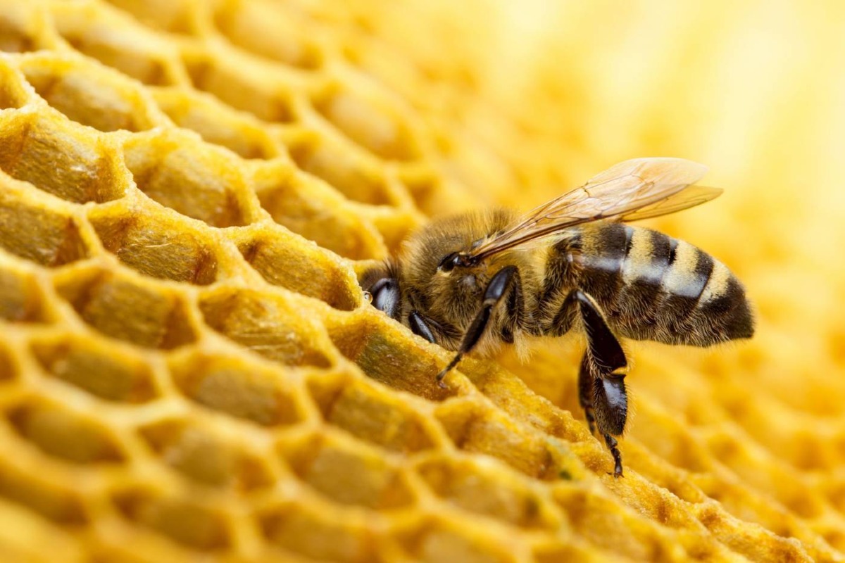 Cetraro, tavolo tecnico su apicoltura, pesticidi e nuovi OGM: incontro il 26 luglio - Foto uff. stampa Centro Internazionale Crocevia 