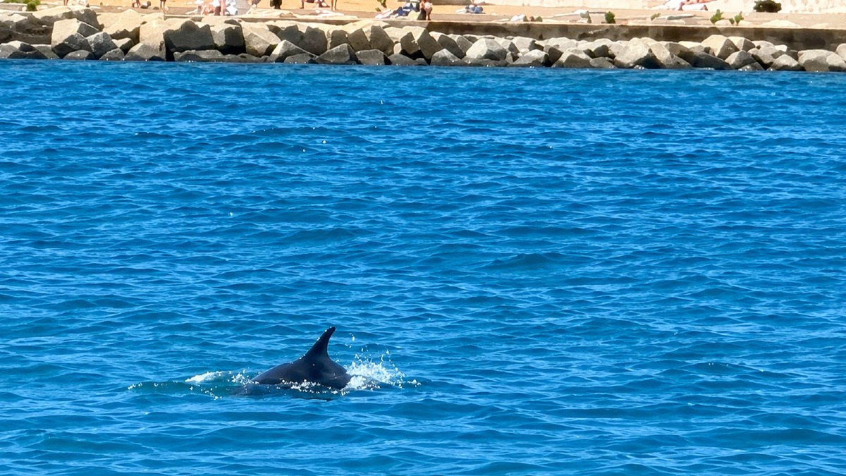 Due delfini incantano il lungomare di Crotone: spettacolo nel mare cristallino - 