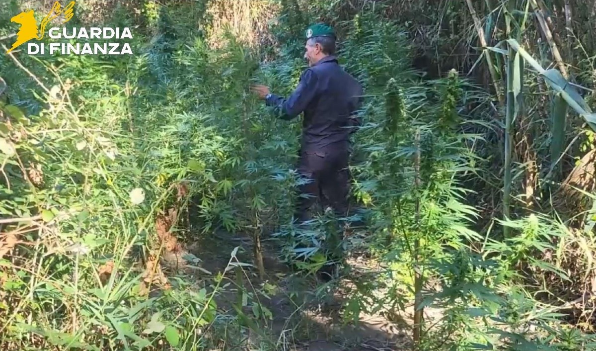 (VIDEO) Scoperte due piantagioni di cannabis nel Catanzarese: sequestrate oltre 160 piante -  Foto Uff. Stampa Guardia di finanza 