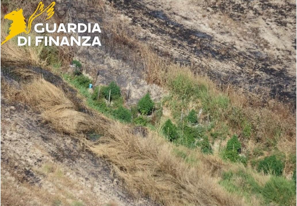 (VIDEO) Marijuana tra Cutro e Papanice, sequestrate 128 piante: colpo della Guardia di Finanza - Foto Uff. Stampa Guardia di finanza 