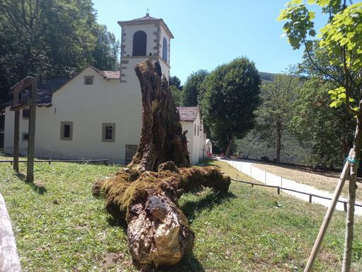 Montagna, c'era una volta l'Acero del miracolo, e ci sarà ancora  - Foto: Dire
