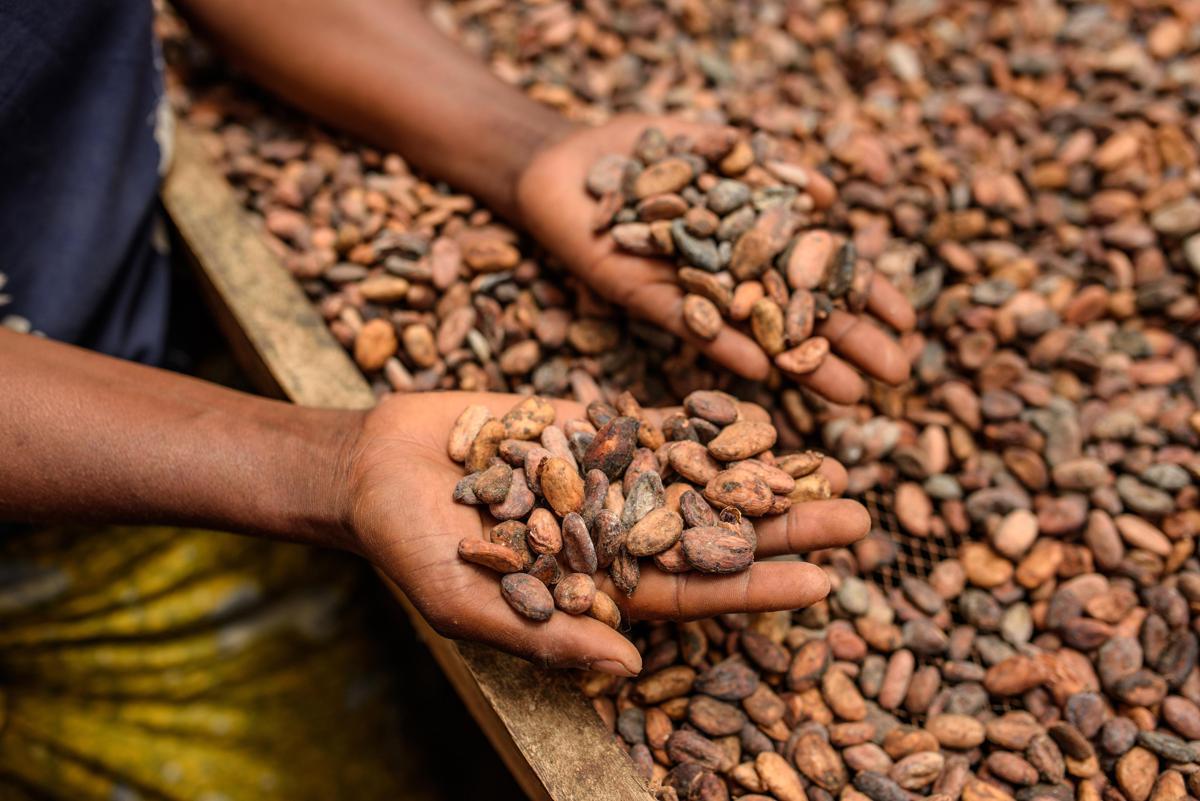 Alimenti, Icam presenta bilancio di sostenibilità 2025: la filiera del cacao che crea valore - 