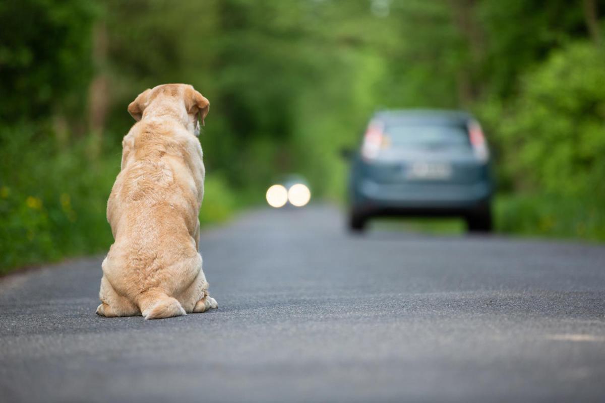Ogni anno 130mila animali abbandonati, al via campagna Miav-Mutua Italiana Assistenza Veterinaria - 
