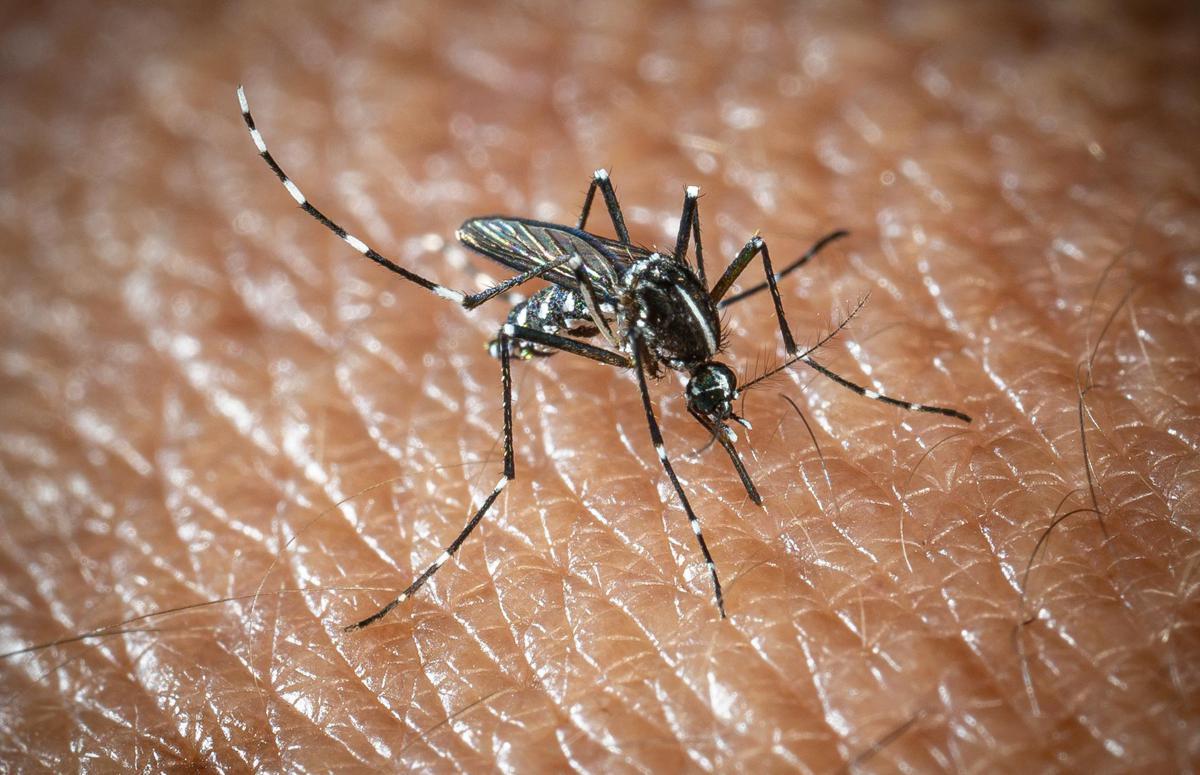 L'Oms lancia l'allarme, il virus West Nile cresce in Europa, 21 casi in Italia - 