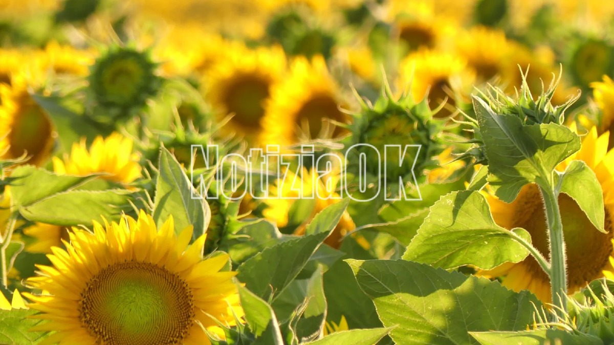 Girasoli - Capo Colonna - Foto Redazione